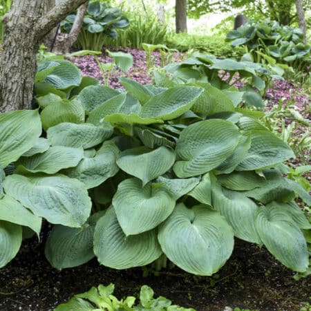 Hosta Big Daddy