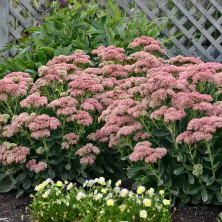 Sedum Autumn Joy 1 gal