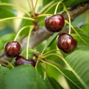 Cherry Benton Tree