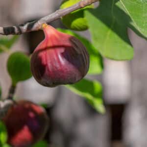 Fig Brown Turkey Tree