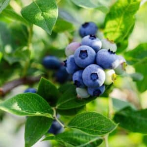 Northland Blueberry