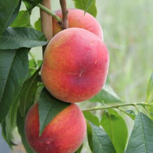 Red Haven Peaches