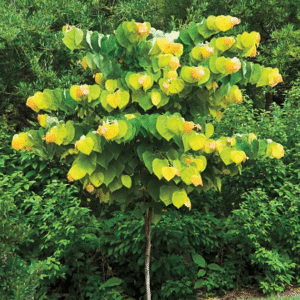 Rising Sun Redbud Tree