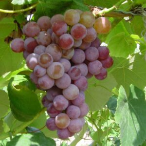 Vanessa Seedless Grapes